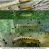 melit phoebe larva1 volg3